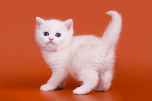 Затушеванный камео окрас британских кошек. Фото окрас камео британских кошек, котов, котят. Затушеванный камео окрас: стандарт окраса. 